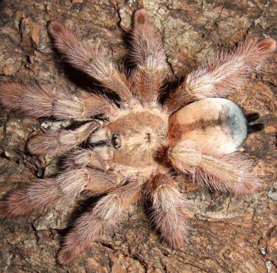 巴布巴拿马黄金金蜘蛛宠物蜘蛛智利火玫瑰多哥星团蜘蛛