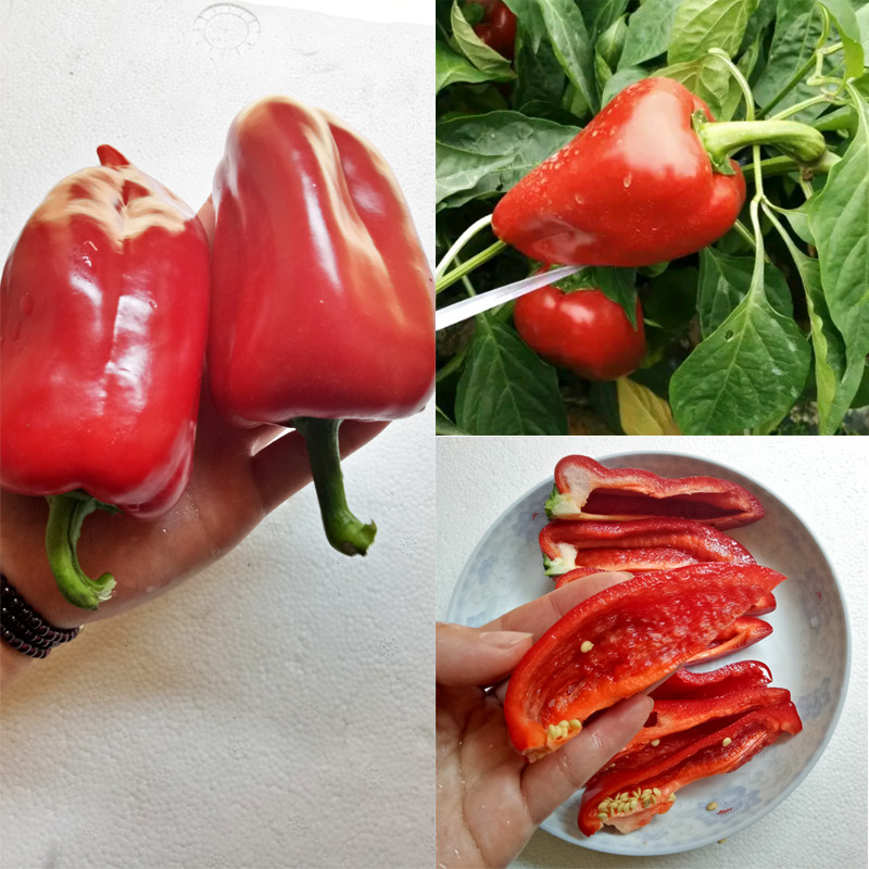 湖南甜椒柿子圆椒3斤肉厚皮薄微辣香甜新鲜其它