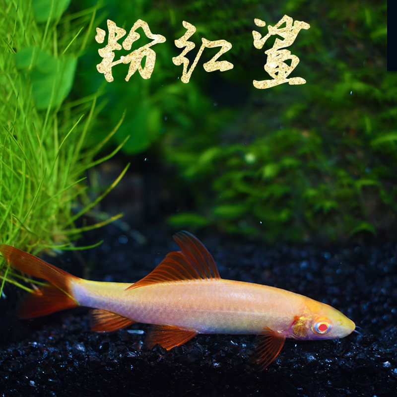 粉红鲨鱼彩虹水草缸红鳍鲨清道夫青苔工具彩虹鱼鱼