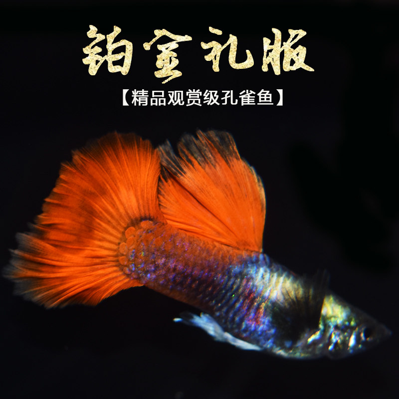 孔雀纯种白金红金红精品活体怀孕铂金礼服鱼