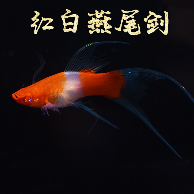 红白琴尾剑燕尾活体双剑剑鱼观赏热带鱼红剑鸳鸯鱼