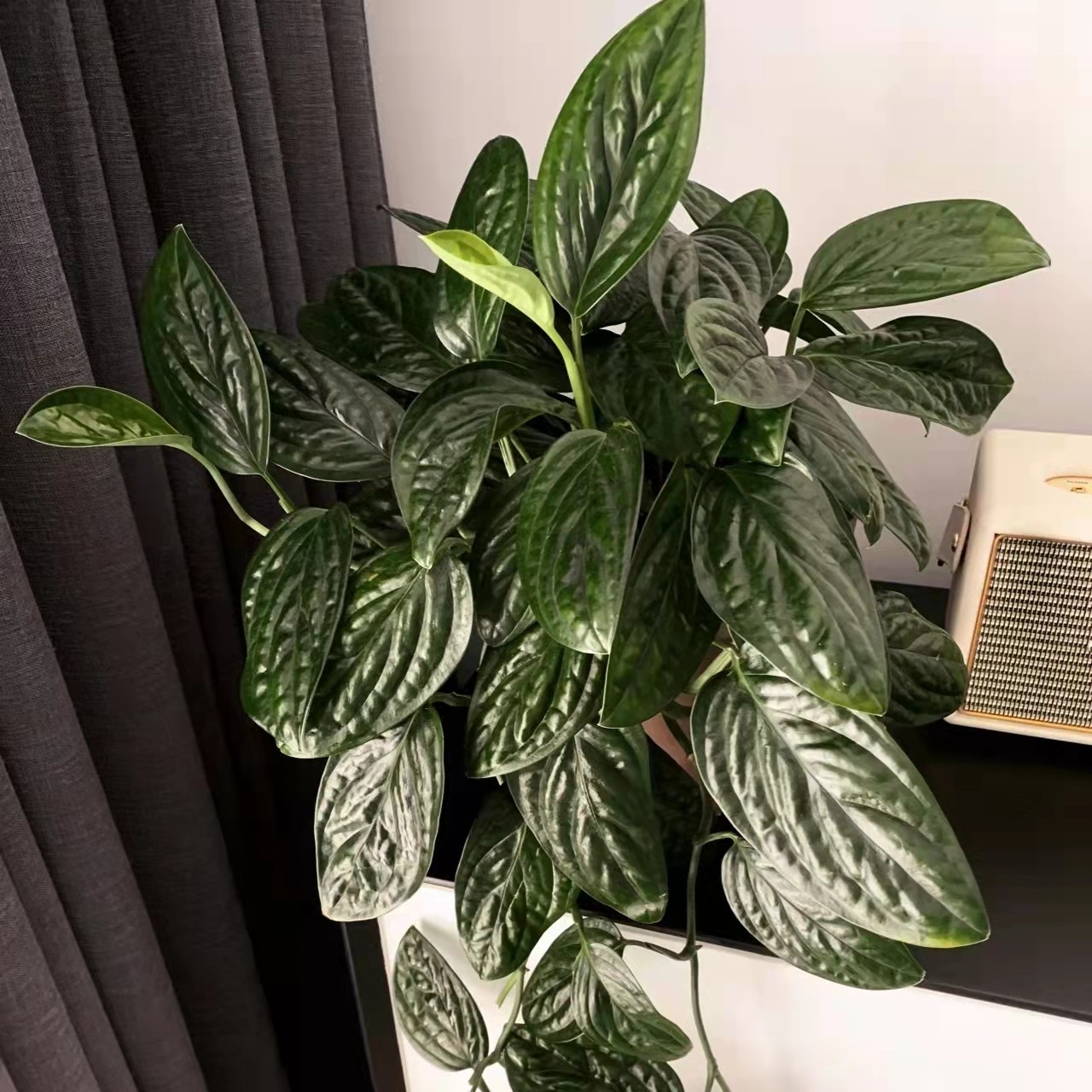 绿萝龟背腾飞园艺只售精品泰国墨西哥秘鲁爬藤绿植