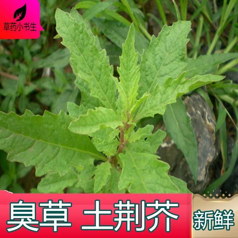 新鲜臭草一斤荆芥500克包邮鸭脚草天仙草鼻血其他药食同源食品