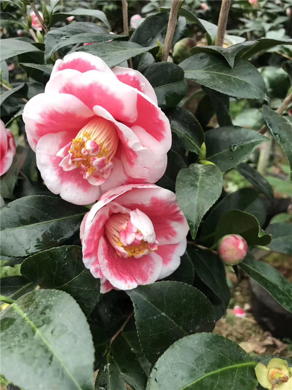 玉之浦 友之普珍贵茶花苗盆栽山茶花树苗室内盆景绿植带老盆