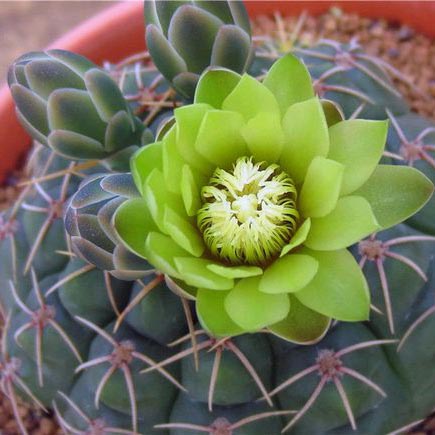 绯花玉开花仙人球植物防辐射桌面绿植室内花卉仙人掌多肉小盆栽