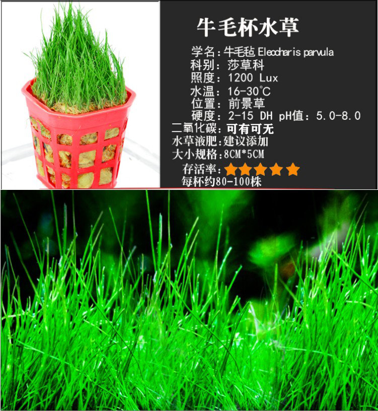水草族箱鱼缸造景植物前景真迷你牛毛毡草原草皮牛毛草阴性易活坪