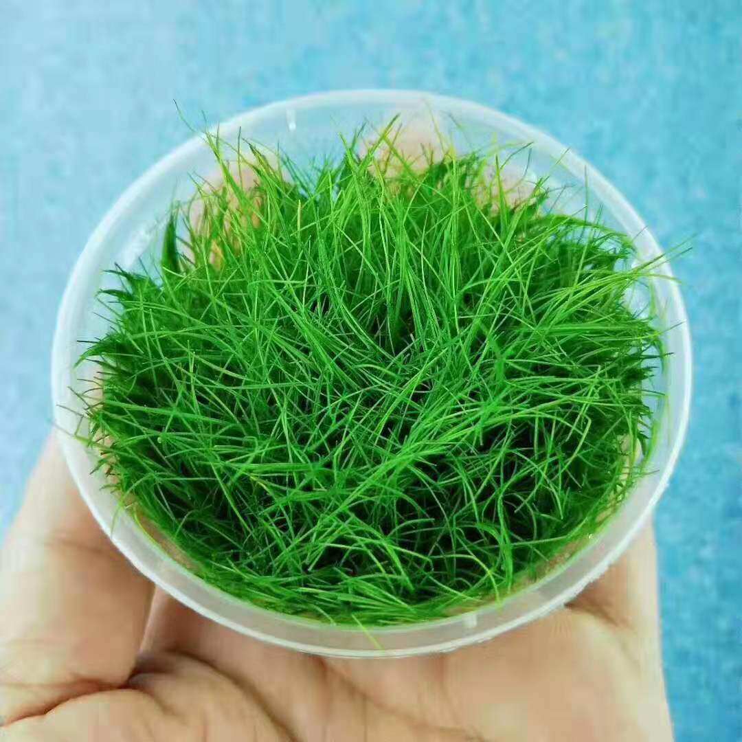 水草族箱鱼缸造景植物前景真迷你牛毛毡草原草皮牛毛草阴性易活坪