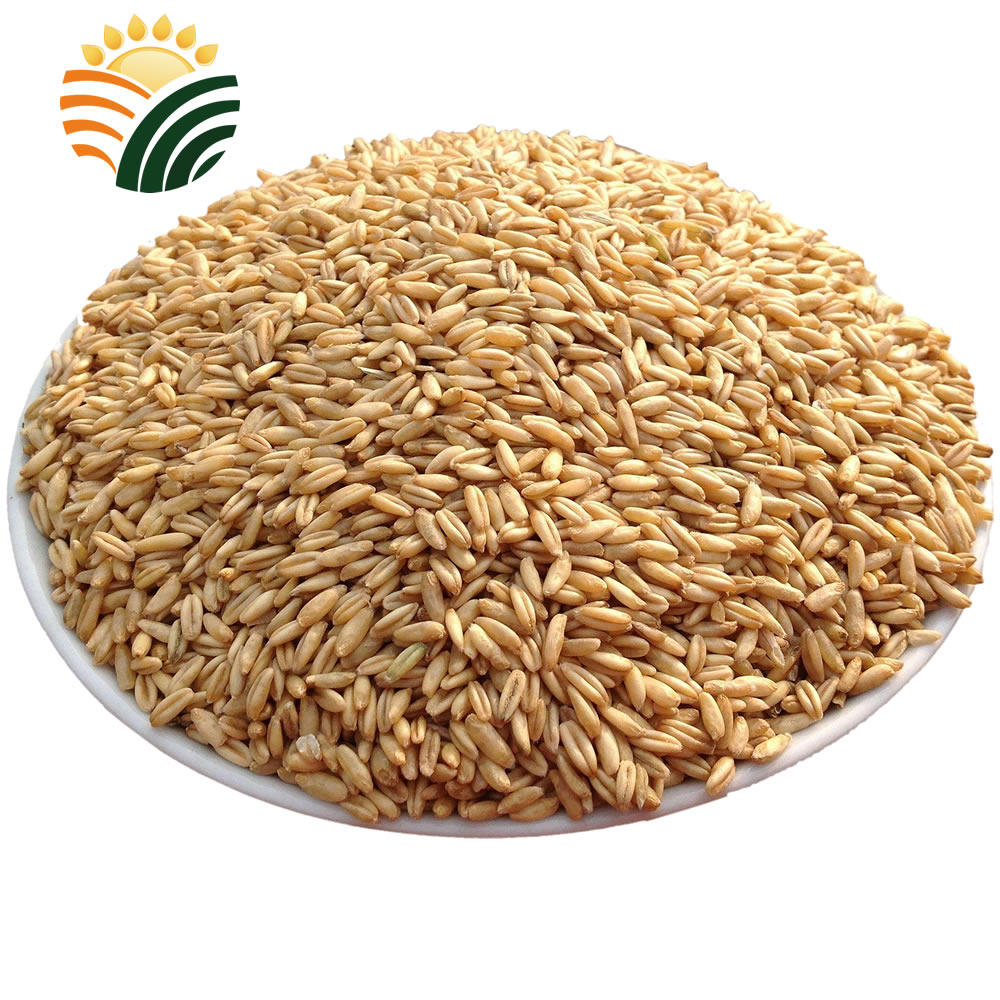 武川胚芽裸燕麦米农家原始种植营养杂粮内蒙古特产莜麦米500g散装