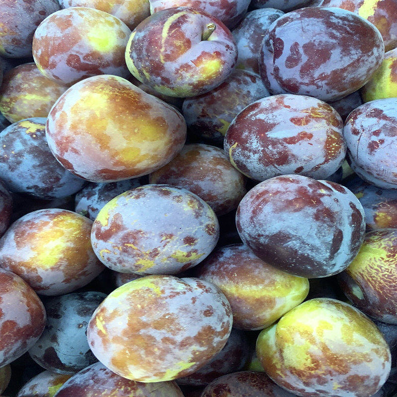 李子东北北秋干核干碗脱骨小李子非大红袍5斤李子