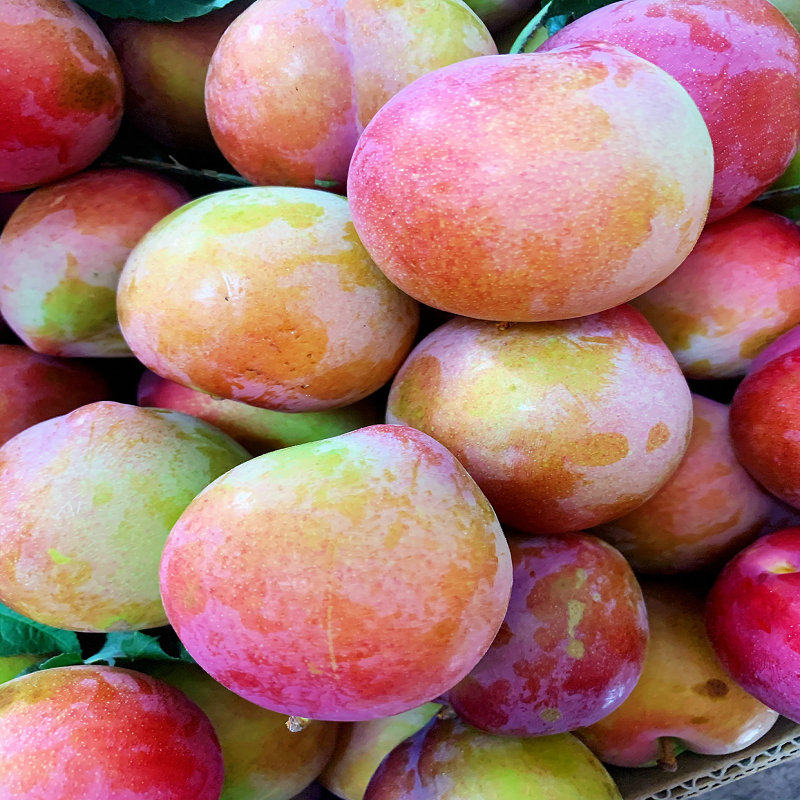 李子东北盖县大李子秋鸡心盖大干碗干核香蕉李子