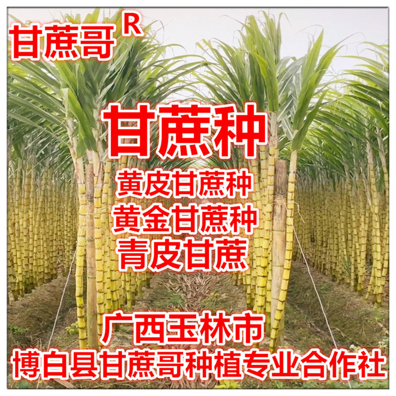 甘蔗正宗广西黄皮种子黄金种苗非陶山青皮种籽大型绿植