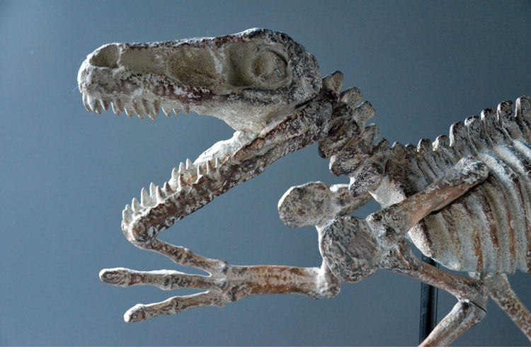 独家创意动物大型恐龙标本化石骨架模型头骨摆件展览馆复古餐厅