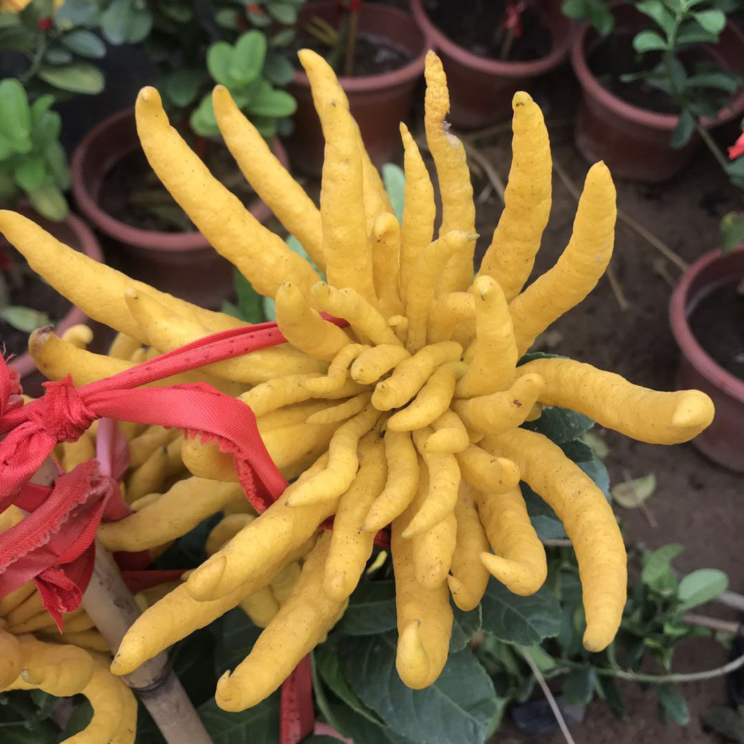 盆栽金佛手地栽观植物千佛手佛手果树树苗带果发货绿植