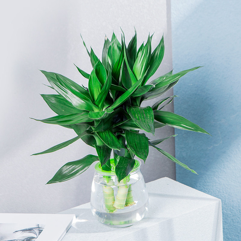 植物富贵竹水养四季客厅带花绿植园艺节节高家居花卉绿植