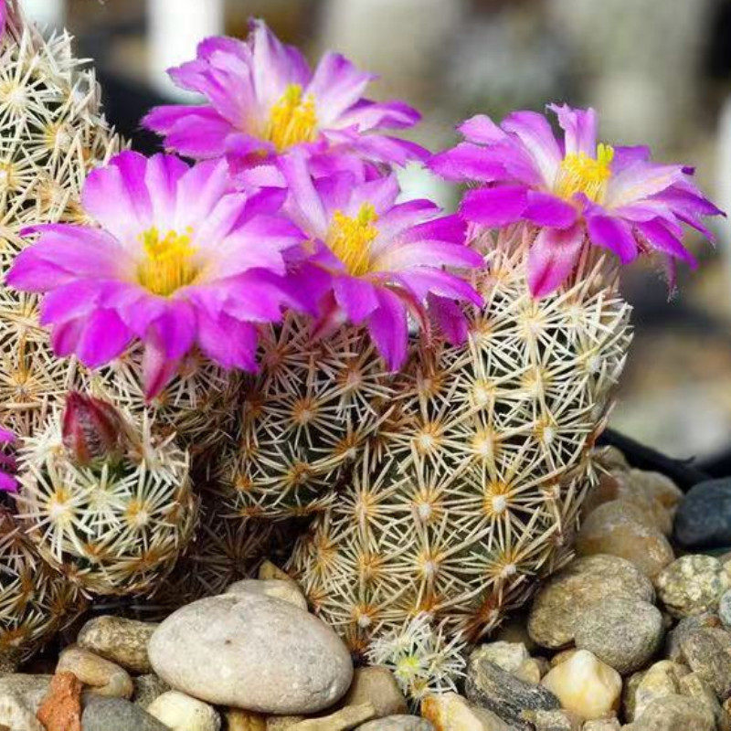 尚野园艺多植物王子群生一物一拍松球属不扎手多肉植物