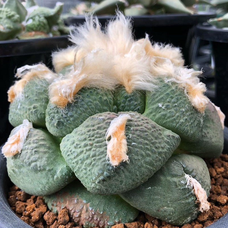 尚野园艺实生高绒丸叶连山牡丹一物一拍岩牡丹属稀有精品收藏级别