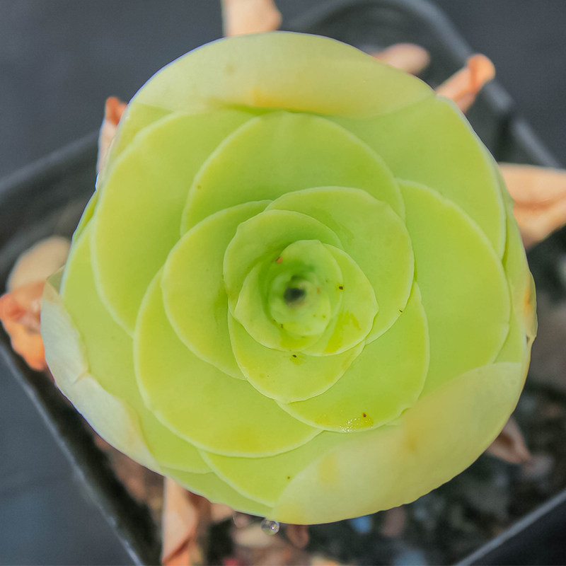 多肉植物山地玫瑰白玉鸡蛋小捧群生风花雪月新手多肉植物