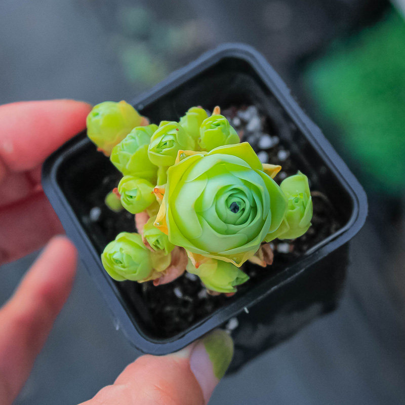 多肉植物山地玫瑰白玉鸡蛋小捧群生风花雪月新手多肉植物
