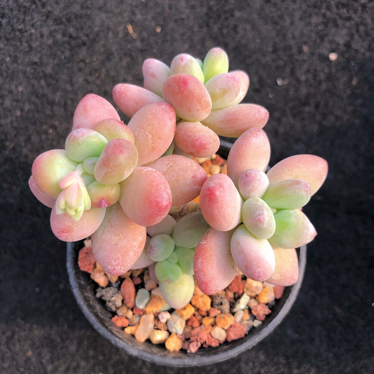 苹果多肉植物果奶果美人老桩群生盆栽室内阳台多肉植物