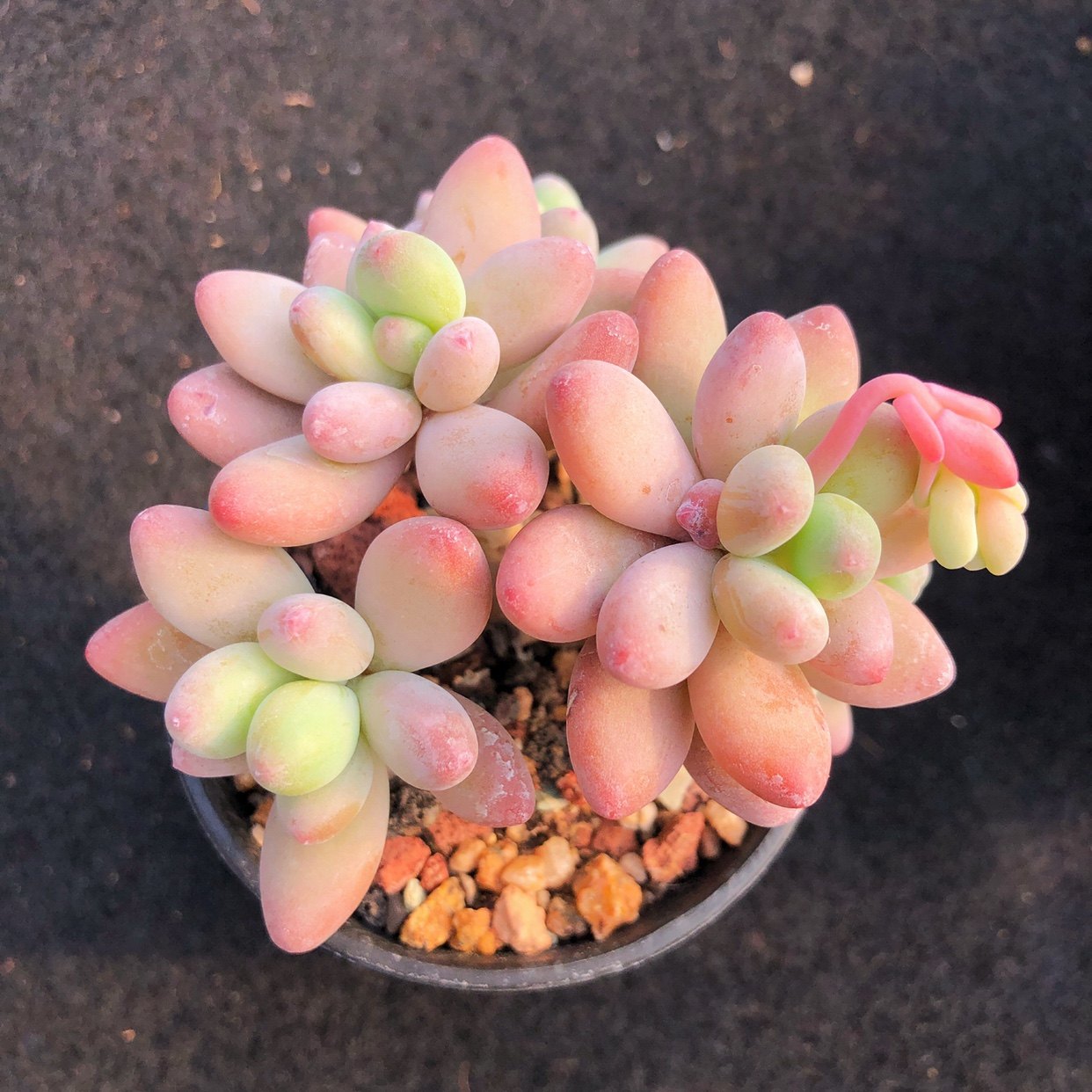 苹果多肉植物果奶果美人老桩群生盆栽室内阳台多肉植物