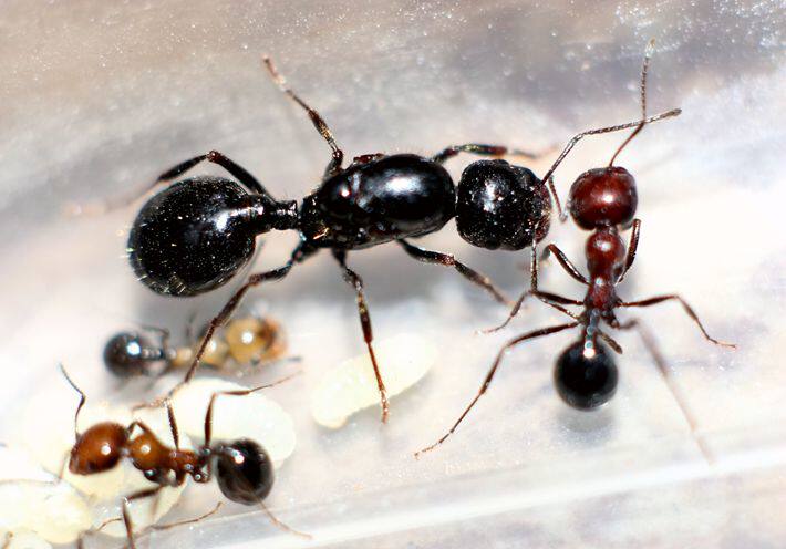 红胸收获宠物蚂蚁活体蚂蚁