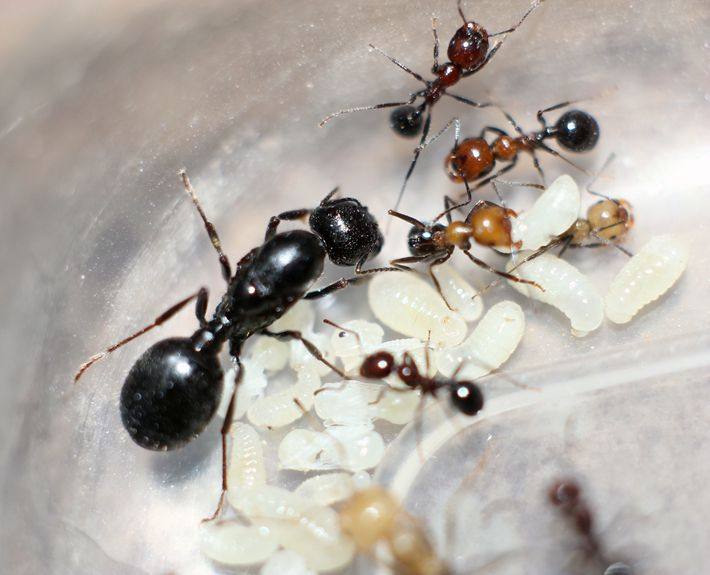 红胸收获宠物蚂蚁活体蚂蚁