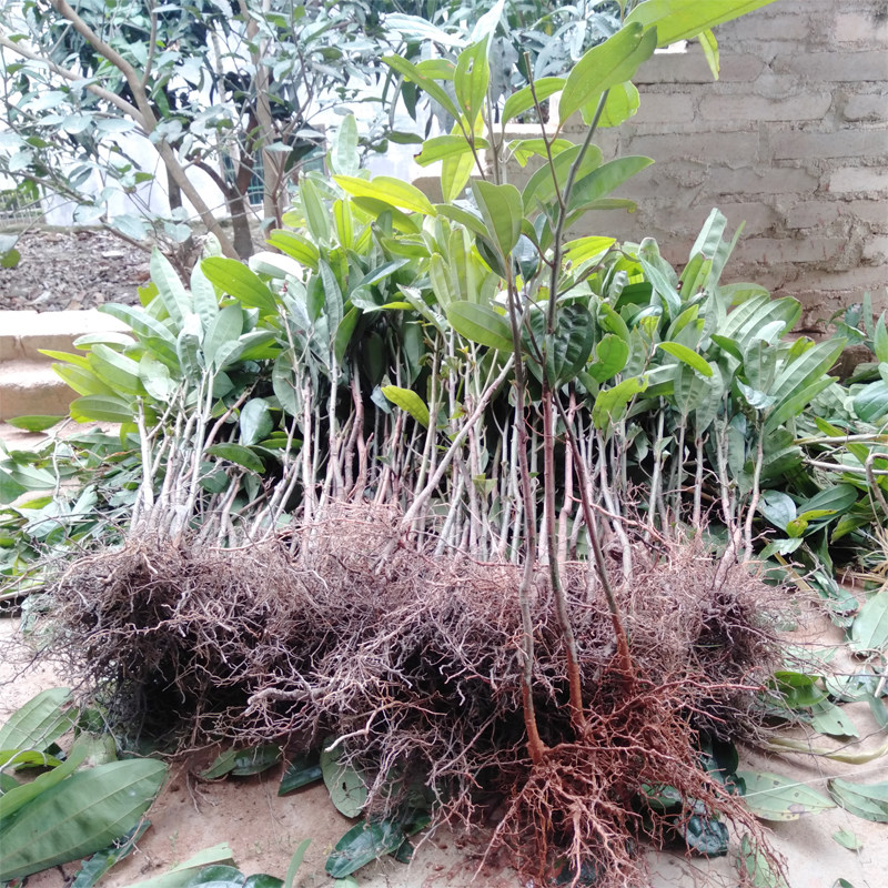 树苗肉桂广西玉桂桂皮制作食用香料调料药用行道树