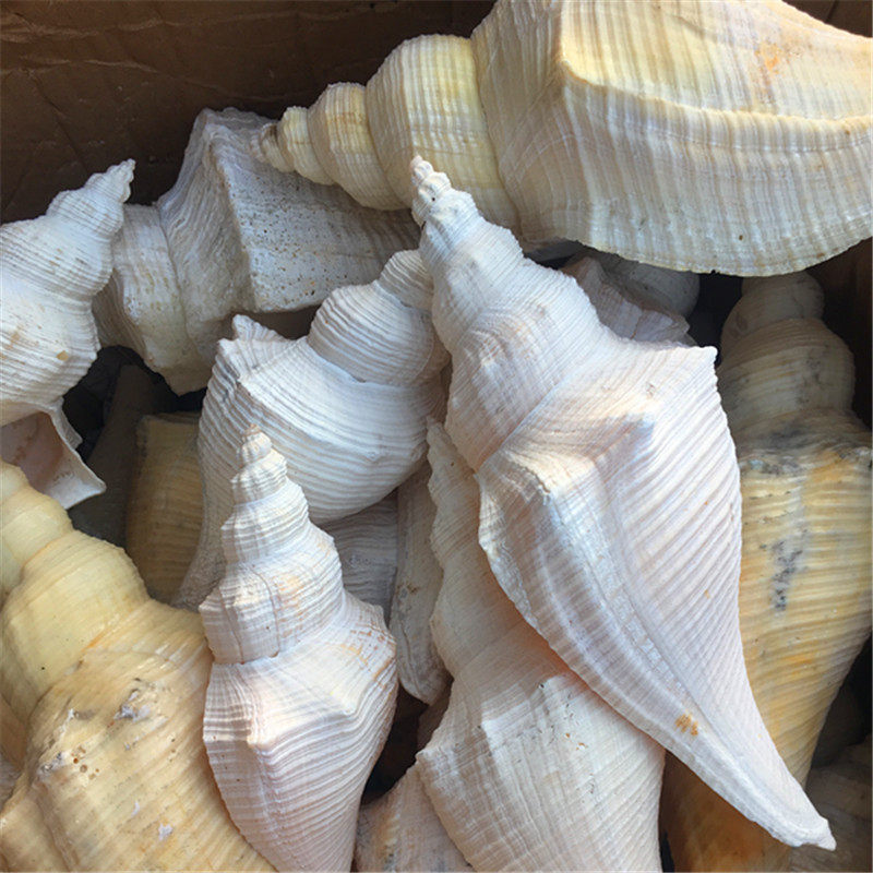 包邮天然超大海螺贝壳长香螺老角香螺公螺法器海螺