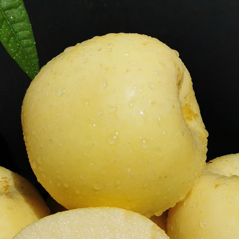 黄金奶油富士烟台苹果栖霞红富士新鲜水果脆甜苹果