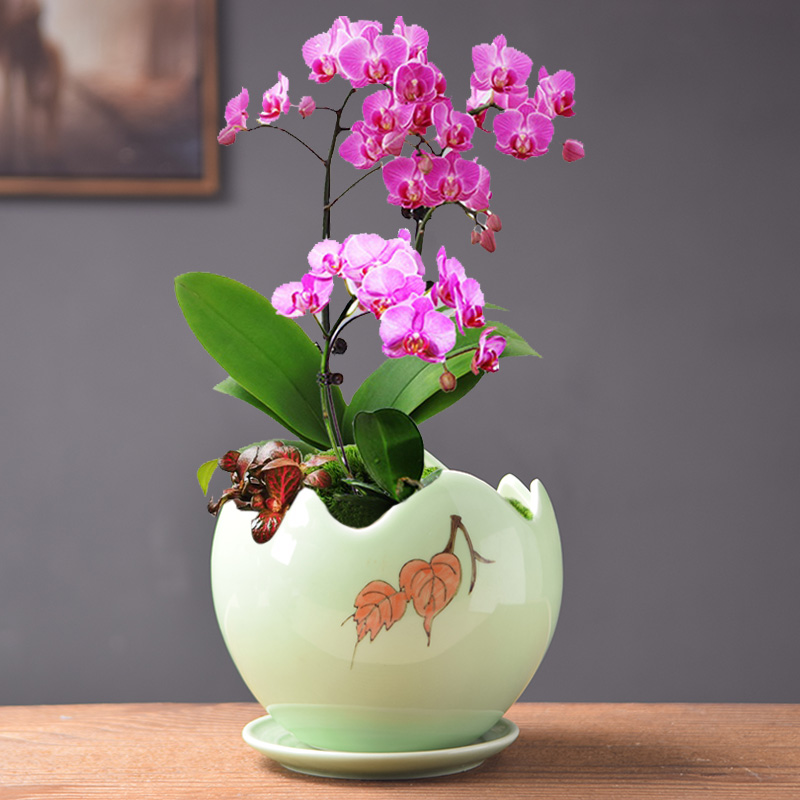 花盆简约陶瓷多肉专用蝴蝶兰绿植吊兰家用托盘花盆