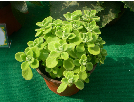 云 到手香过手香碰碰香药用香草延命草还魂草苗办公室盆栽多肉满六发