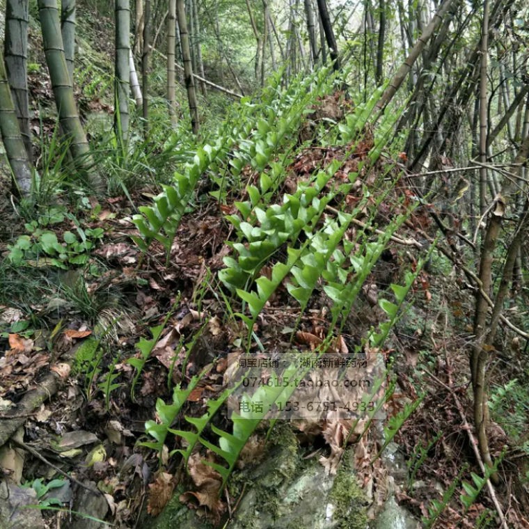 新鲜骨碎补猴姜野毛姜爬岩姜石姜猴姜野生药材猴姜500克包邮