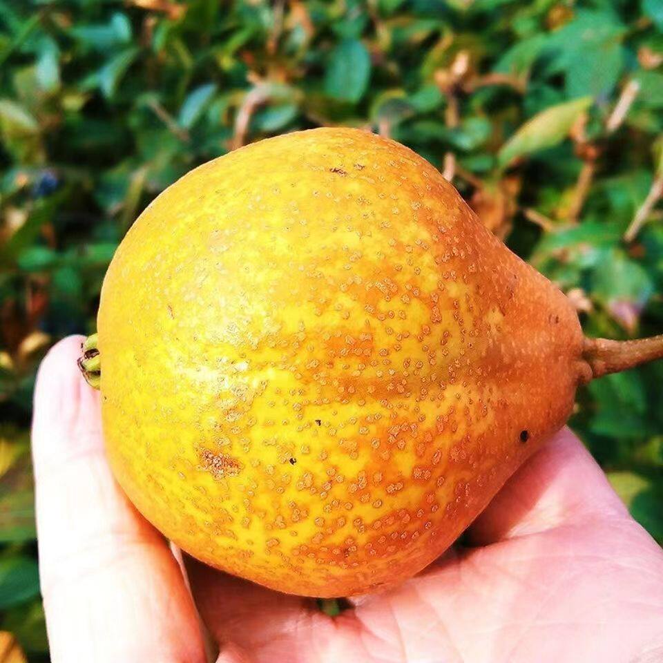 东北正宗酸梨特产冻梨葫芦3斤5斤顺丰包邮软梨