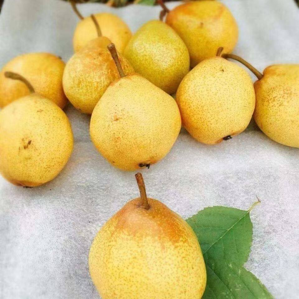 东北正宗酸梨特产冻梨葫芦3斤5斤顺丰包邮软梨