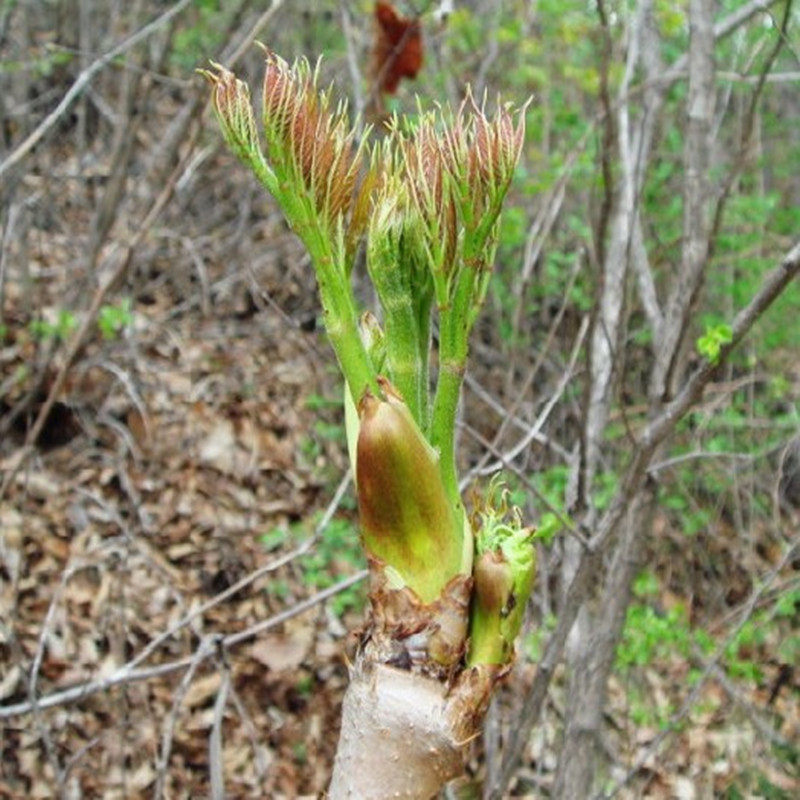 天天特价东北野生山菜刺嫩芽新鲜刺老山野菜刺龙其它