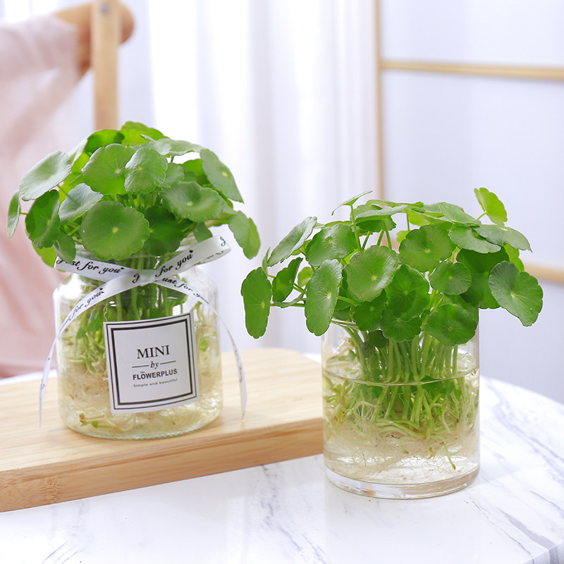 花卉水培植物套装铜钱草绿绿萝桌面四季水养绿植