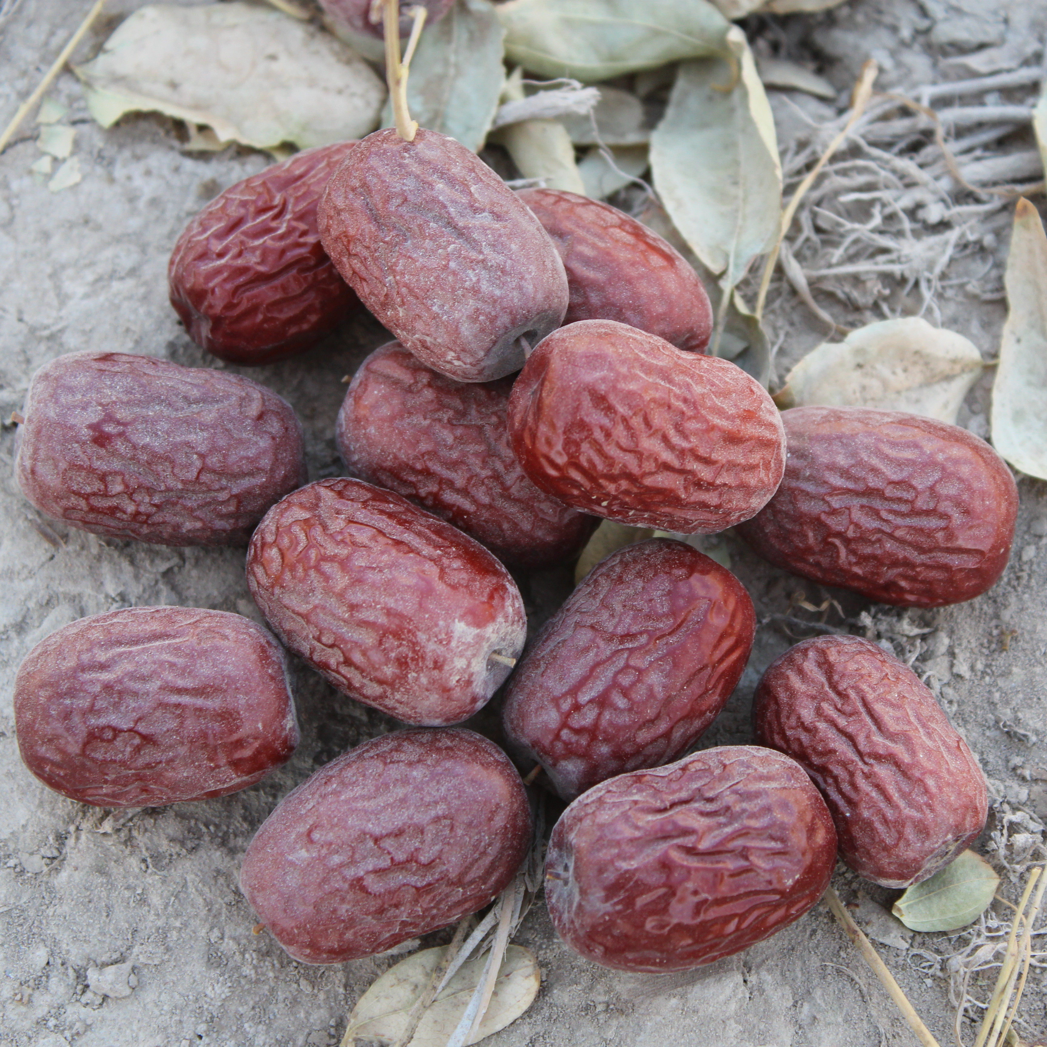 红枣19年新货5斤实惠新疆灰枣未清清洗若羌枣类制品