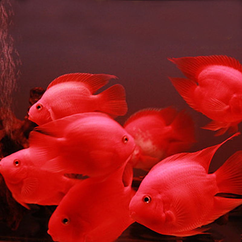 元宝鹦鹉鱼血红鹦鹉鱼黄金元宝鹦鹉鱼红财神招财鱼金刚鹦鹉鱼活体