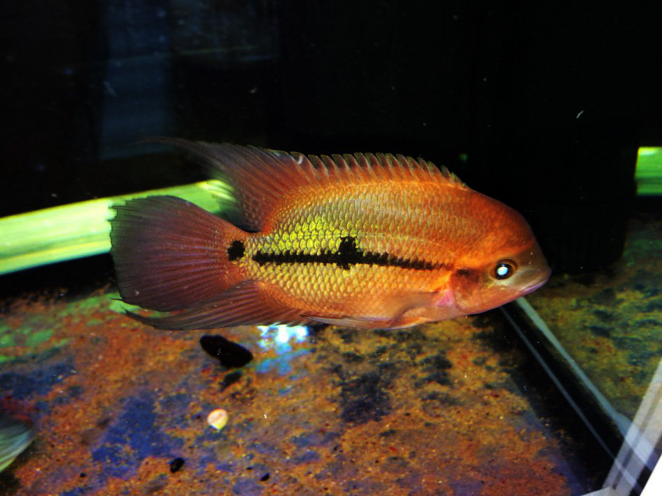 南美狮王慈鲷美食土鲷红狮鱼美热带观赏鱼活体鱼