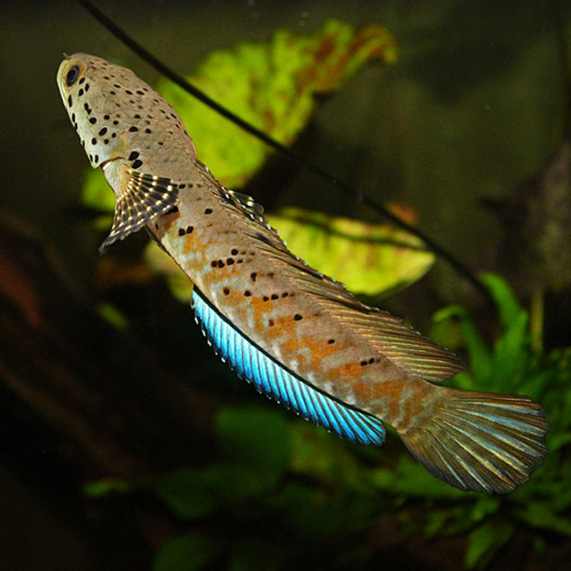 龙鱼观赏七彩雷龙鱼奶茶七星海象观赏鱼雷龙眼睛鱼