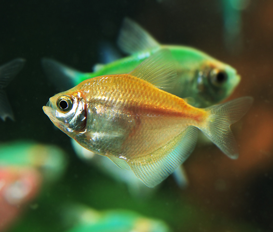 活体观赏鱼彩裙七彩彩群灯火淡水鱼蓝色红色黄色鱼