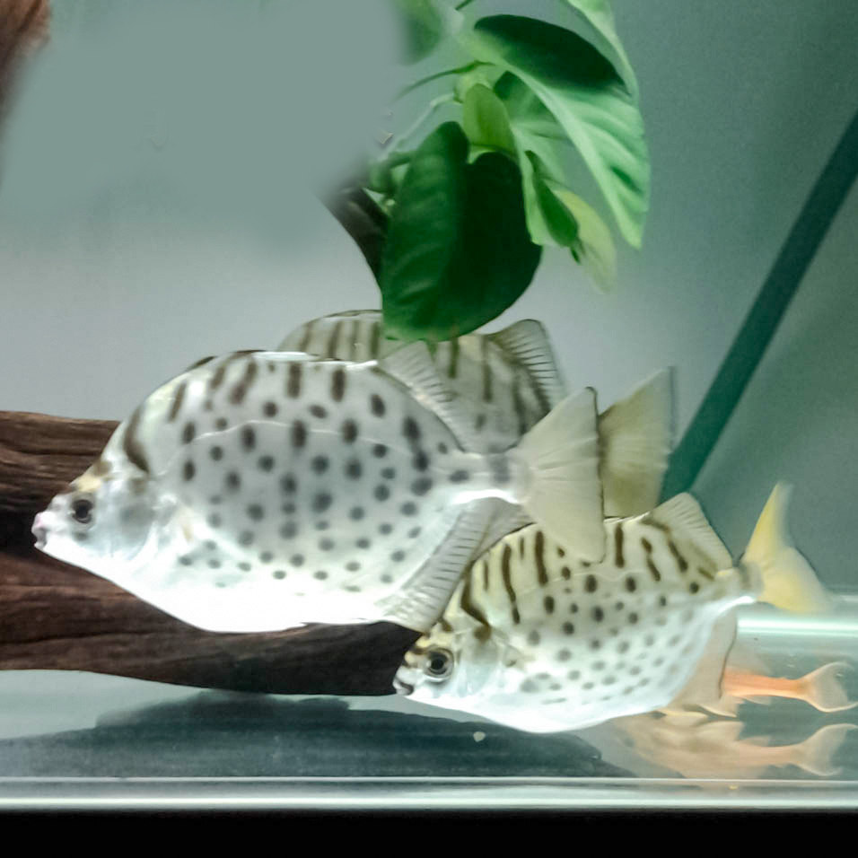 热带鱼谷鱼观赏鱼银鼓鱼银金谷鱼观赏豹点招财活体鱼