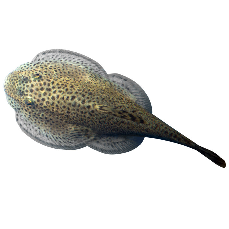 吸盘琵琶清道夫华吸小提琴爬岩藻鱼热带观赏鱼活体鱼