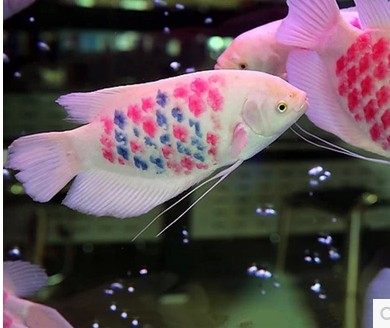 招财战船中大型观赏鱼梅花古代红眼鱼红眼白活体鱼