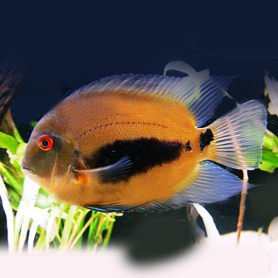 黑色风水鱼热带鱼黑云鱼南美亚马逊慈鲷中大型鱼黑色鱼镇缸鱼