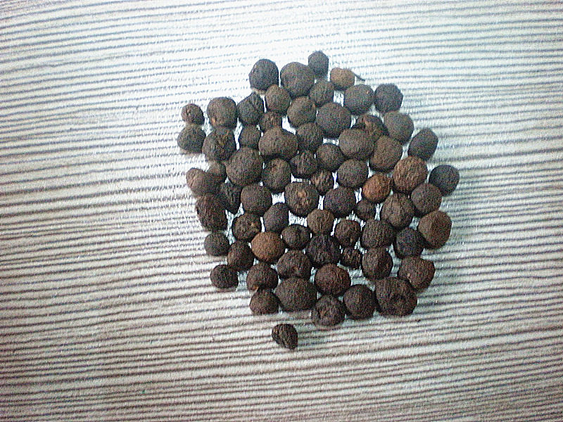 中药材落地珍珠地下明珠 土地子 一粒金丹滋补品100克包邮