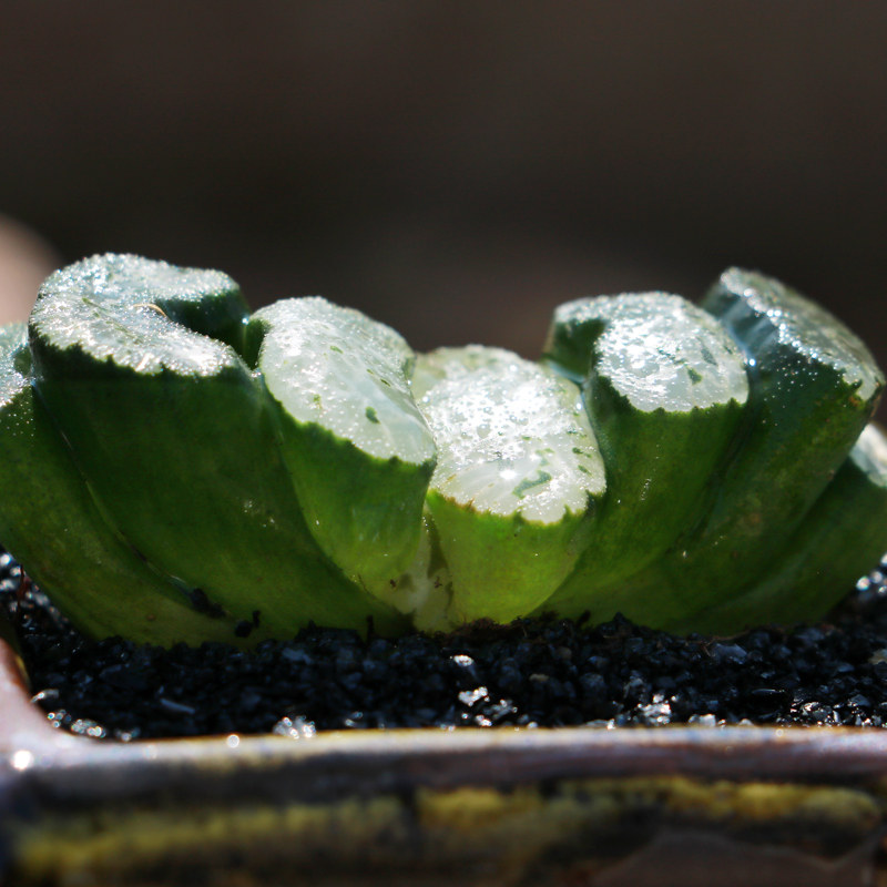 多肉新款琉璃玉扇十二卷玉扇植物绿植盆栽多肉植物