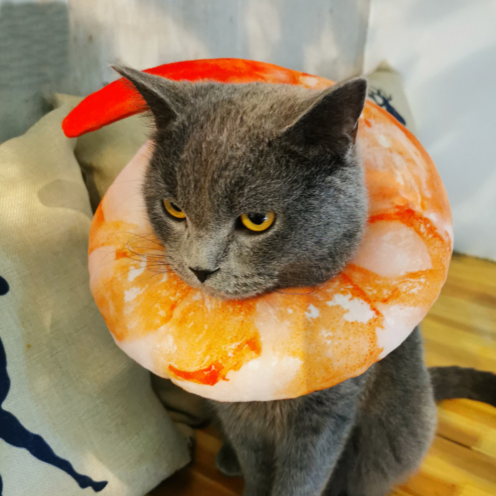 ins宠物小猫猫咪土吐面包头套绝育围脖伊丽莎白头饰