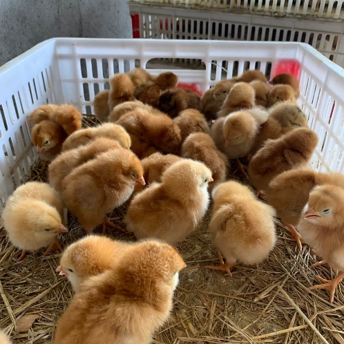 鸡苗小鸡活体草鸡土鸡鸡仔鸡雏动物种苗