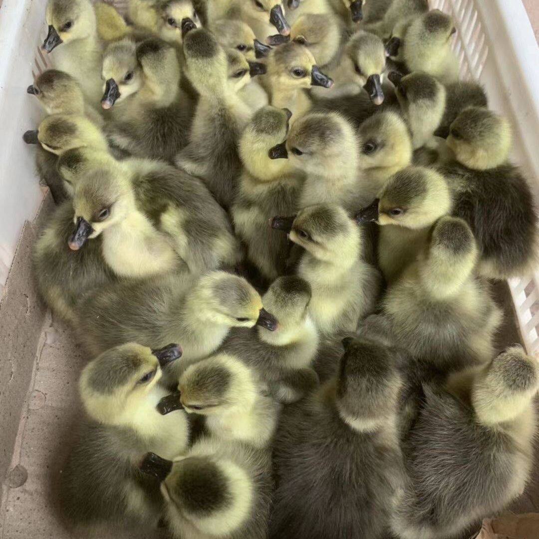灰鹅苗活体雁鹅苗大雁苗小鹅鹅崽儿鹅雏 3只包邮